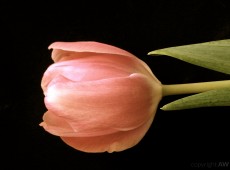 Tulpenschön